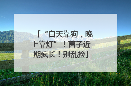 “白天靠狗，晚上靠灯”！菌子近期疯长！别乱捡