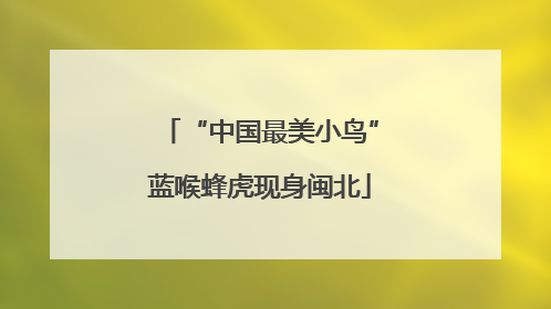 “中国最美小鸟”蓝喉蜂虎现身闽北