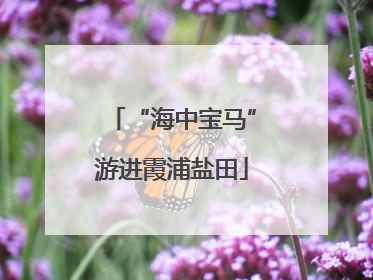 “海中宝马”游进霞浦盐田