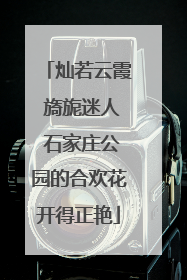 灿若云霞 旖旎迷人 石家庄公园的合欢花开得正艳