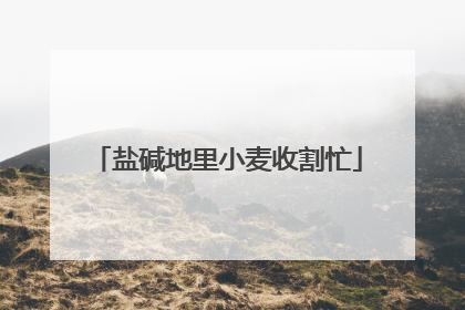 盐碱地里小麦收割忙