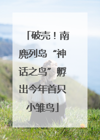 破壳！南麂列岛“神话之鸟”孵出今年首只小雏鸟