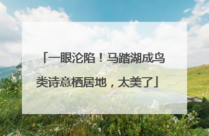 一眼沦陷！马踏湖成鸟类诗意栖居地，太美了