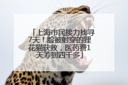 上海市民接力找寻7天！脸被射穿的狸花猫获救，医药费1天筹到四千多