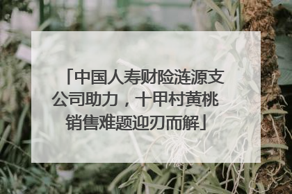 中国人寿财险涟源支公司助力，十甲村黄桃销售难题迎刃而解
