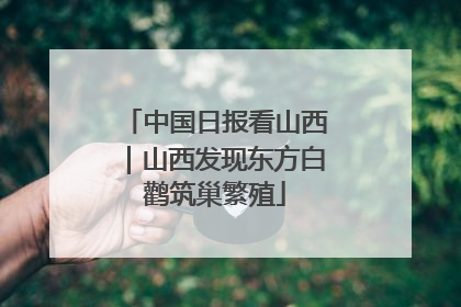 中国日报看山西｜山西发现东方白鹳筑巢繁殖