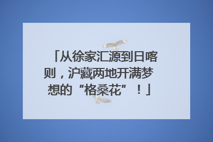 从徐家汇源到日喀则，沪藏两地开满梦想的“格桑花”！