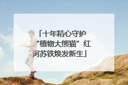 十年精心守护 “植物大熊猫”红河苏铁焕发新生