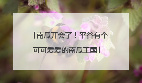 南瓜开会了！平谷有个可可爱爱的南瓜王国