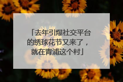 去年引爆社交平台的绣球花节又来了，就在青浦这个村