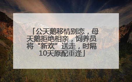 公天鹅移情别恋，母天鹅拒绝相亲，饲养员将“新欢”送走，时隔10天原配重逢