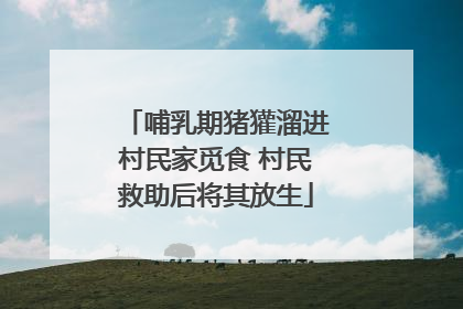 哺乳期猪獾溜进村民家觅食 村民救助后将其放生