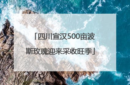 四川宣汉500亩波斯玫瑰迎来采收旺季