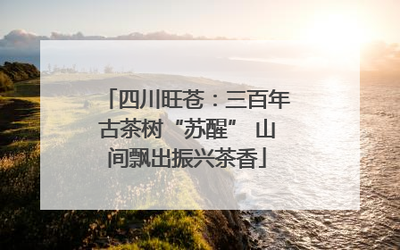 四川旺苍：三百年古茶树“苏醒” 山间飘出振兴茶香