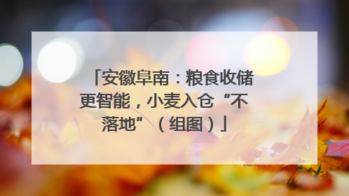 安徽阜南：粮食收储更智能，小麦入仓“不落地”（组图）