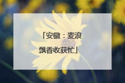 安徽：麦浪飘香收获忙