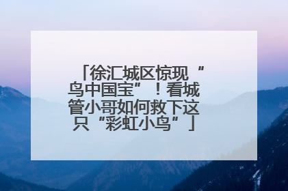 徐汇城区惊现“鸟中国宝”！看城管小哥如何救下这只“彩虹小鸟”
