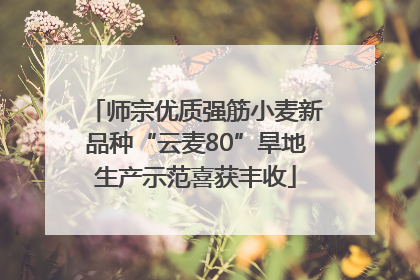 师宗优质强筋小麦新品种“云麦80”旱地生产示范喜获丰收