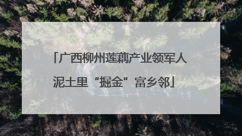 广西柳州莲藕产业领军人泥土里“掘金”富乡邻