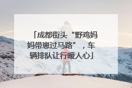 成都街头“野鸡妈妈带崽过马路”，车辆排队让行暖人心