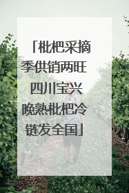 枇杷采摘季供销两旺 四川宝兴晚熟枇杷冷链发全国