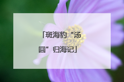 斑海豹“汤圆”归海记