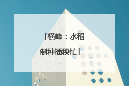 横峰：水稻制种插秧忙