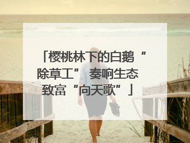 樱桃林下的白鹅“除草工” 奏响生态致富“向天歌”