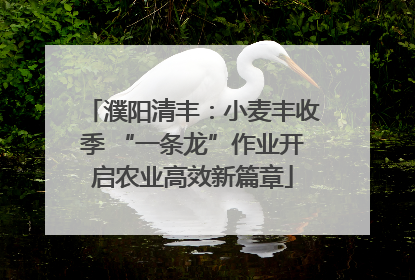 濮阳清丰：小麦丰收季 “一条龙”作业开启农业高效新篇章