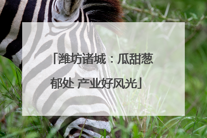 潍坊诸城：瓜甜葱郁处 产业好风光