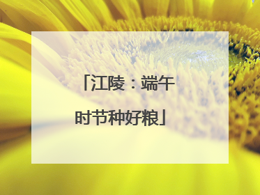 江陵：端午时节种好粮