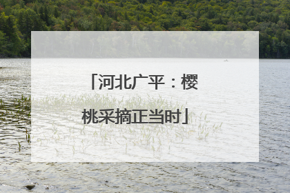 河北广平：樱桃采摘正当时