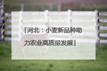 河北：小麦新品种助力农业高质量发展