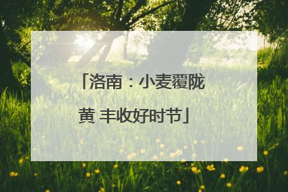 洛南：小麦覆陇黄 丰收好时节