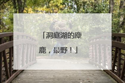 洞庭湖的麋鹿，最野！