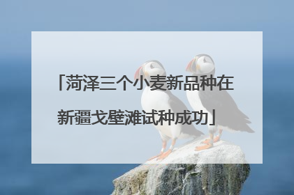 菏泽三个小麦新品种在新疆戈壁滩试种成功