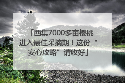 西集7000多亩樱桃进入最佳采摘期！这份“安心攻略”请收好