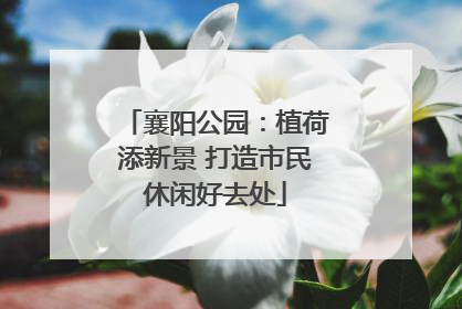 襄阳公园：植荷添新景 打造市民休闲好去处