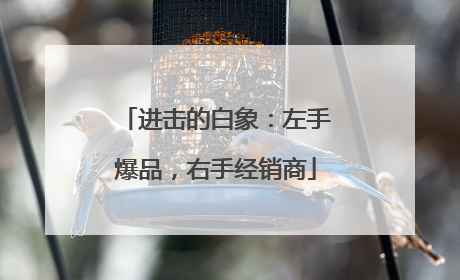 进击的白象：左手爆品，右手经销商