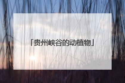 贵州峡谷的动植物