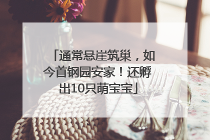 通常悬崖筑巢，如今首钢园安家！还孵出10只萌宝宝
