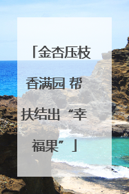 金杏压枝香满园 帮扶结出“幸福果”
