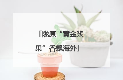 陇原“黄金浆果”香飘海外