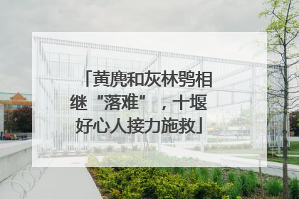黄麂和灰林鸮相继“落难”，十堰好心人接力施救